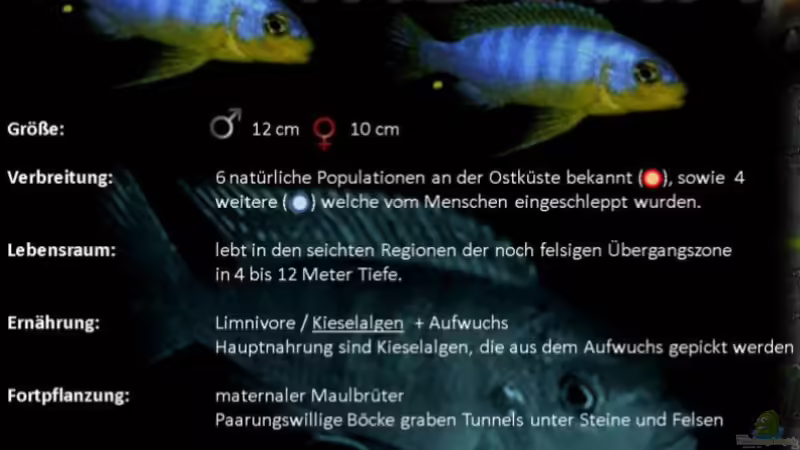 Einrichtungsbeispiele mit Metriaclima aurora