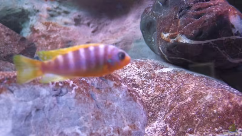 Metriaclima aurora Likoma von wadde (45)