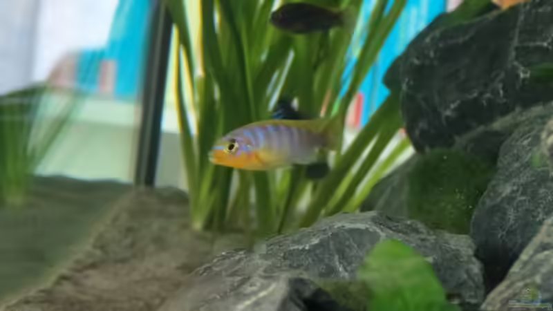 Metriaclima Aurora Männchen von BastiB (57)