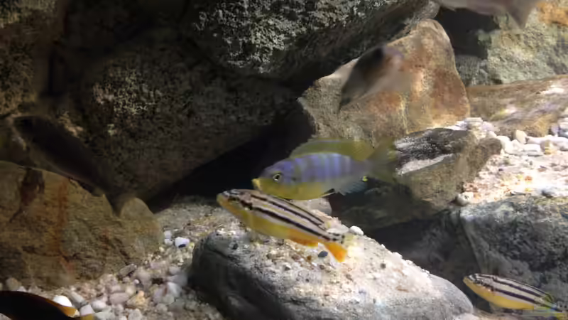 Metriaclima aurora und Melanochromis auratus von TheToxicAvenger (70)