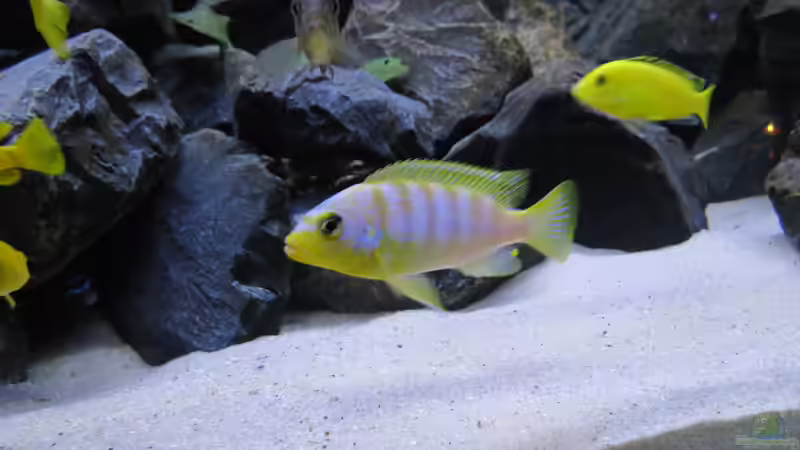 Metriaclima Aurora von BastiB (44)