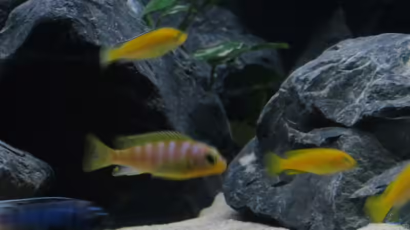 Metriaclima Aurora von BastiB (69)