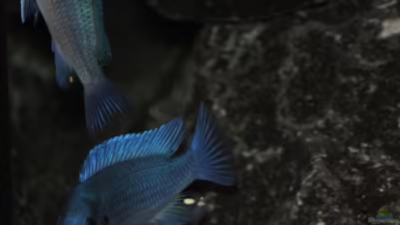 Aquarien mit Metriaclima / Maylandia