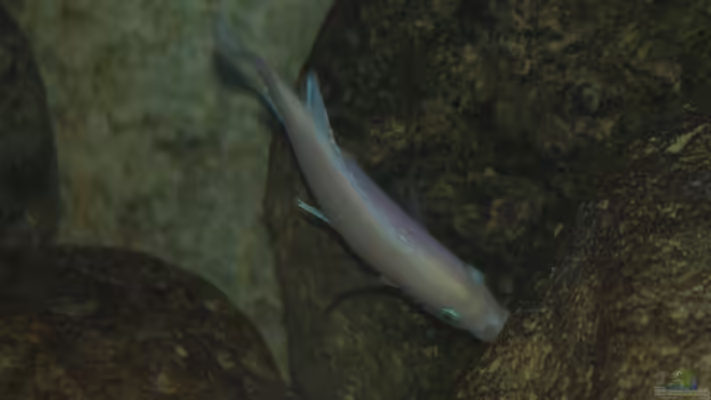 Metriaclima callainos beim Abweiden von Aufwuchs von Tom (25)