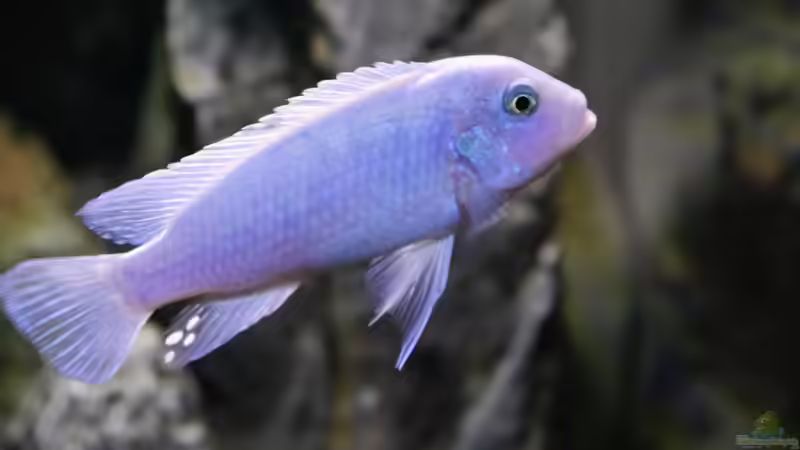 Metriaclima callainos bright blue WF Männchen von Jan Steger (26)