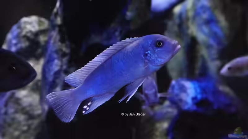 Metriaclima callainos bright blue WF Männchen von Jan Steger (27)