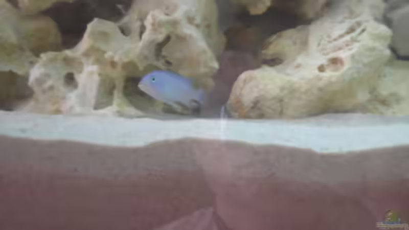 Metriaclima callainos M von Stefan Hursie (9)