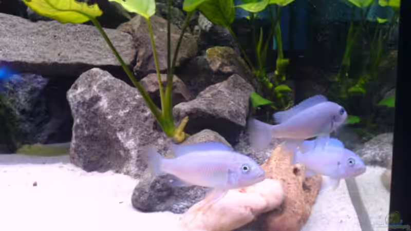 Metriaclima callainos von Andreas Odenweller (15)