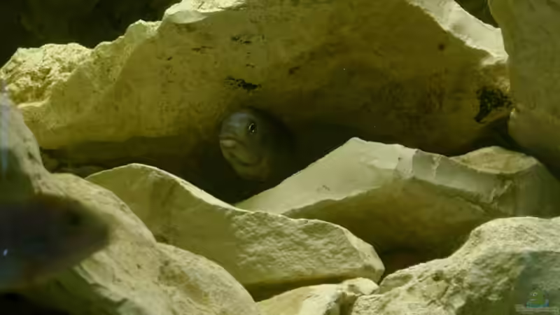 Metriaclima callainos von Michael Kamlage (11)