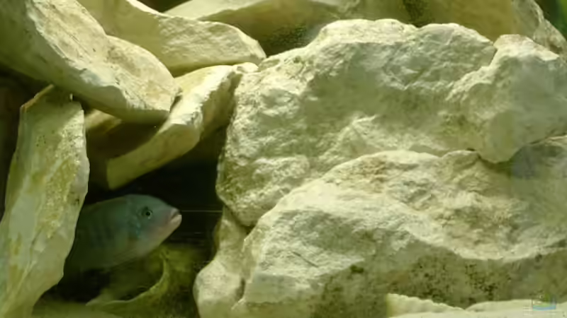 Metriaclima callainos von Michael Kamlage (7)