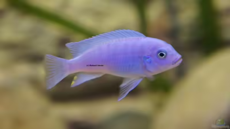 Metriaclima Callainos von Richy (24)