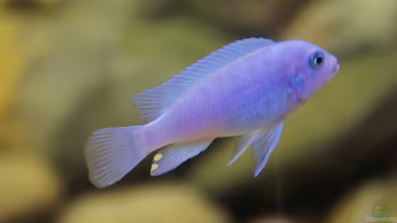 Metriaclima Callainos von Richy (28)