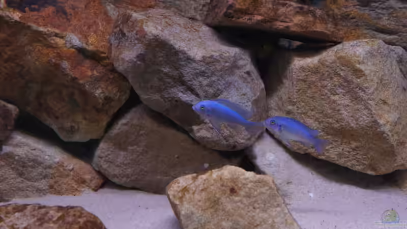 Metriaclima Callainos von Richy (45)