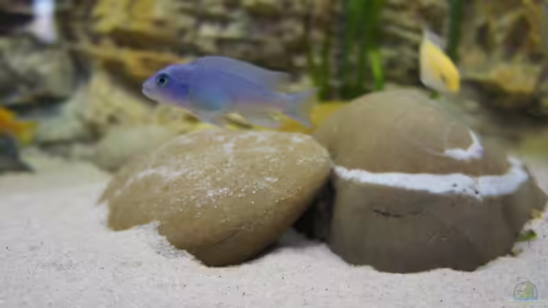 Einrichtungsbeispiele mit Metriaclima callainos (Kobalt Zebra)