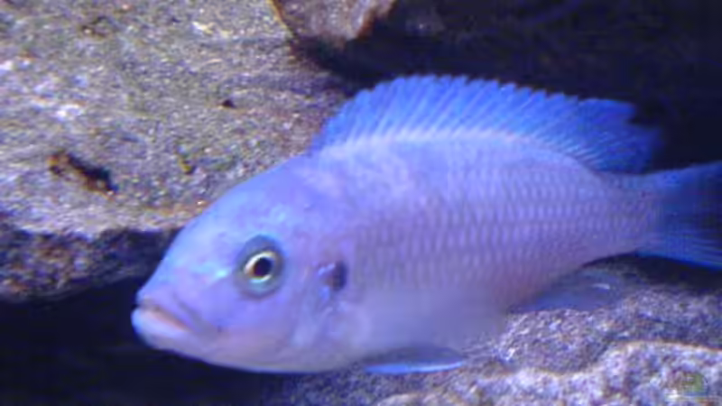 Einrichtungsbeispiele mit Metriaclima callainos (Kobalt Zebra)