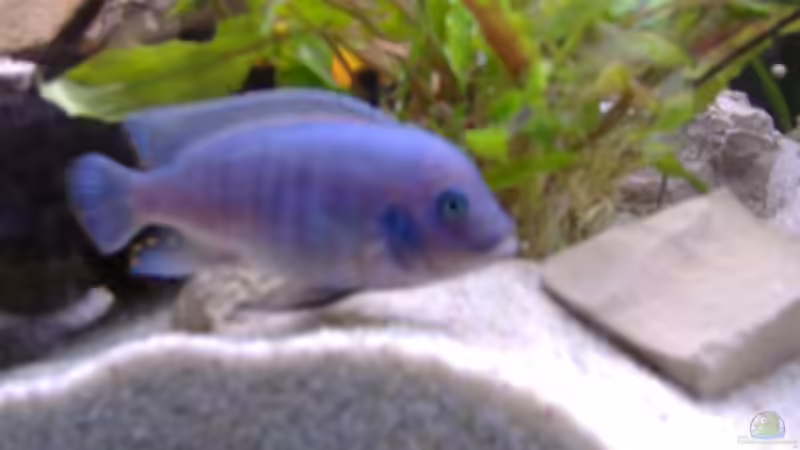 Metriaclima Esterae Blue/Red M von Milatz Darian (22)