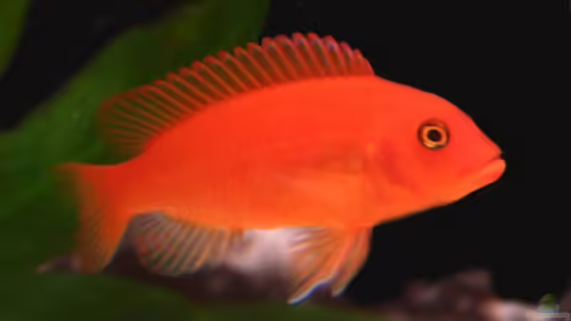 Metriaclima Esterae Red Red (spezielle Zucht) von meerwasser-gb (28)