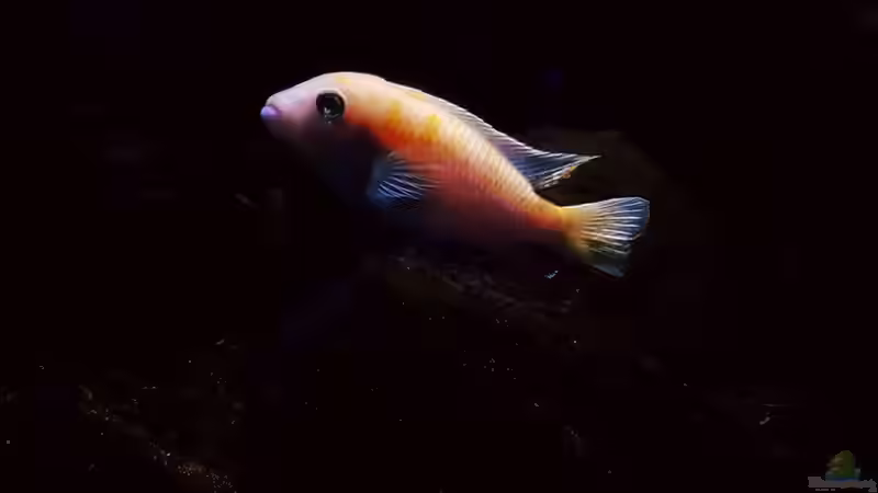 Metriaclima Estherae  von Dennis Wulf (8)