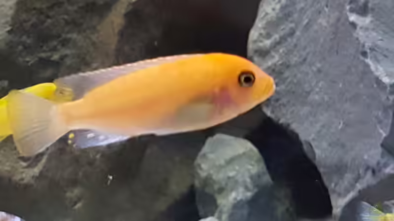 Metriaclima estherae  von Thomas0902 (14)