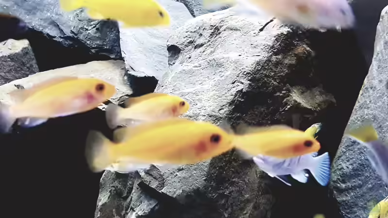 Metriaclima estherae  von Thomas0902 (46)