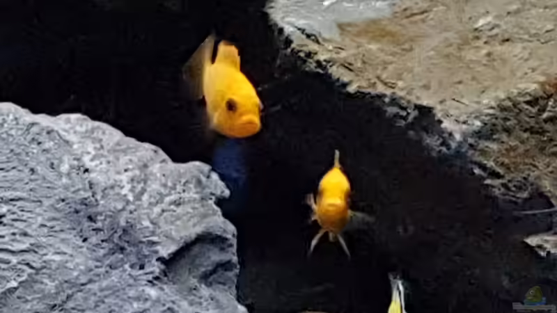 Metriaclima estherae  von Thomas0902 (51)