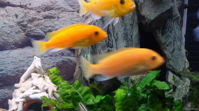 Metriaclima estherae 3w von Sandro Hänsel (6)