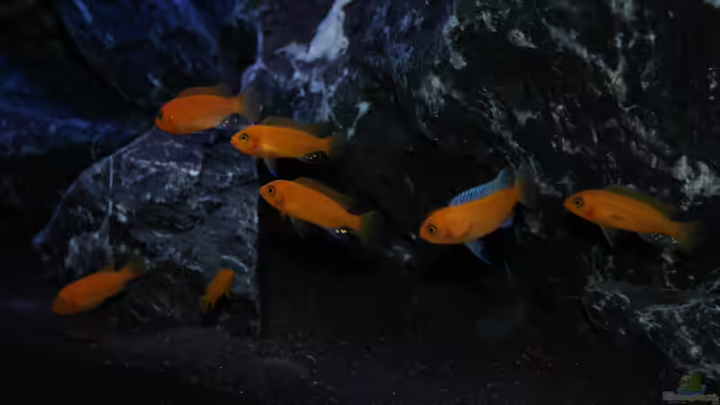 Metriaclima Estherae Gruppe von Mondamin (36)