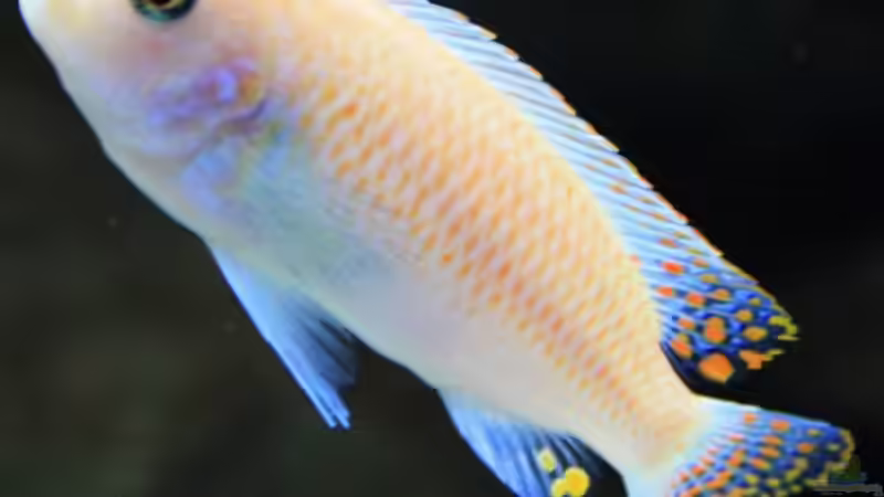 Metriaclima estherae Männchen von Zerta (38)