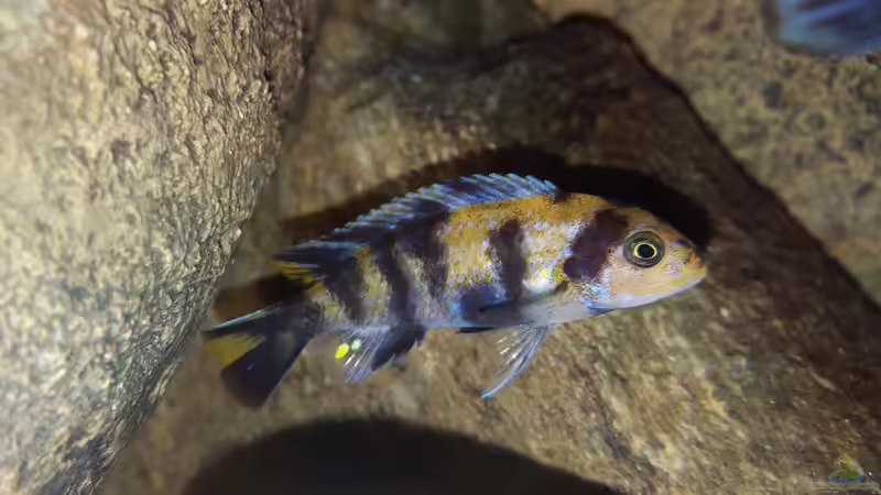 Metriaclima estherae ob  Nachwuchs 2 ca. 3 cm von Mel (55)