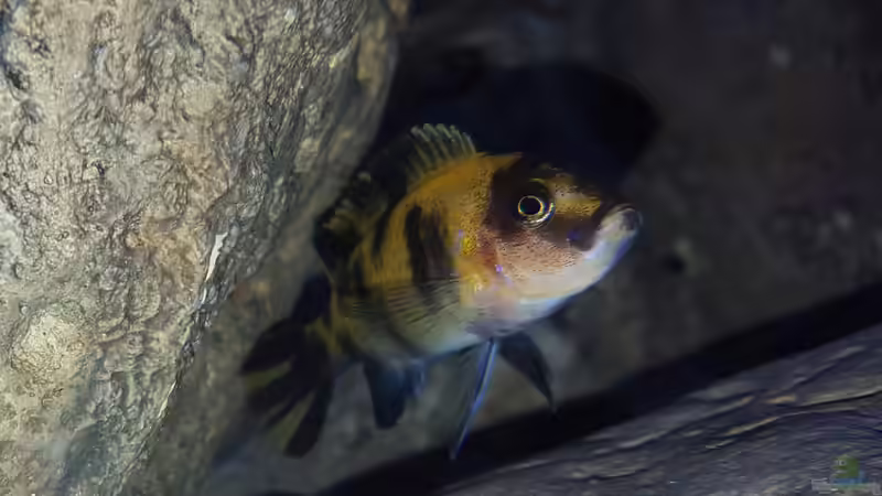 Metriaclima estherae ob  Nachwuchs 4 cm  von Mel (54)