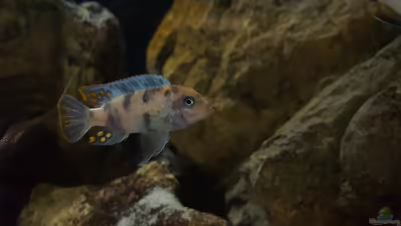 Metriaclima estherae ob  von Mel (80)