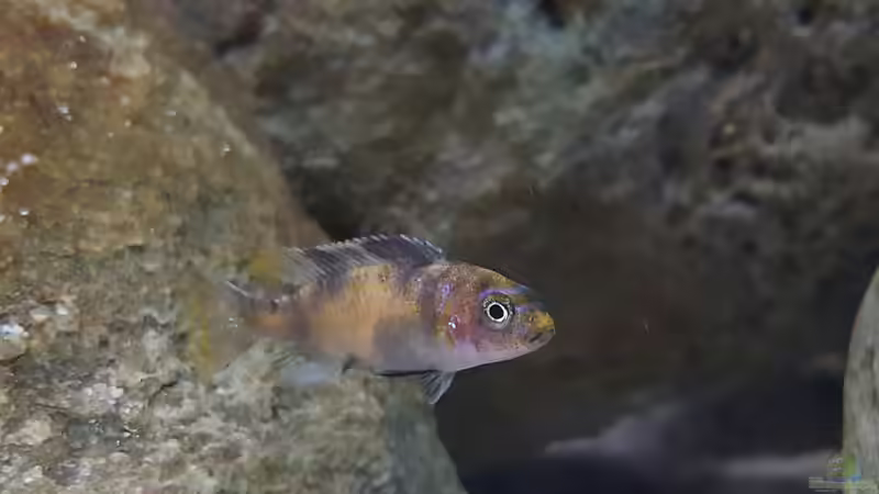 metriaclima estherae Ob Baby  ca 2 cm  von Mel (46)