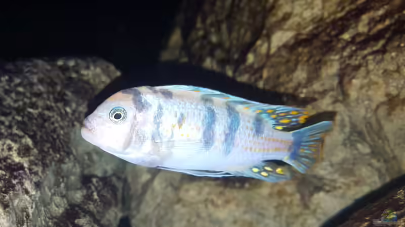 metriaclima estherae Ob Bock von Mel (77)