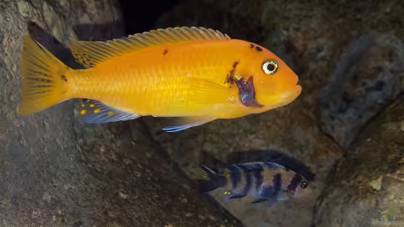 metriaclima estherae Ob Weibchen mit Jungtier von Mel (52)