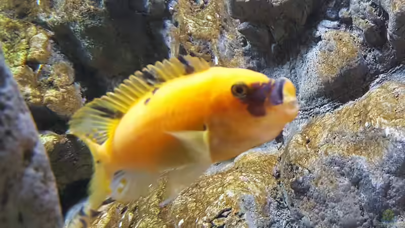 metriaclima estherae Ob Weibchen von Mel (47)