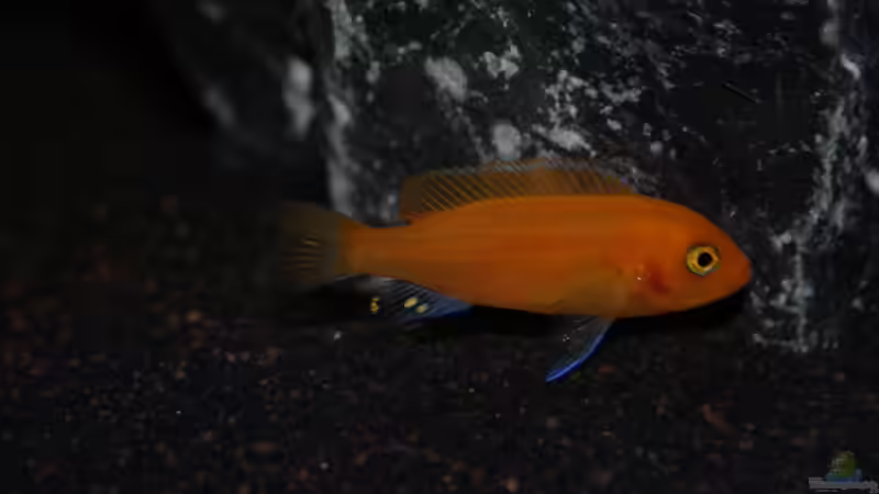 Metriaclima Estherae (red / red) ca. 4cm von Mondamin (38)