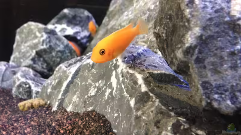 Metriaclima Estherae (red / red) ca 4cm von Mondamin (44)