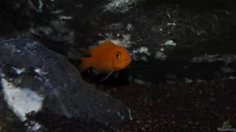 Metriaclima Estherae (red / red) ca 4cm von Mondamin (45)