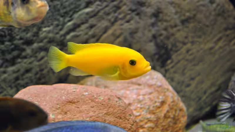 Metriaclima estherae red/blue Weibe von Vladi (46)