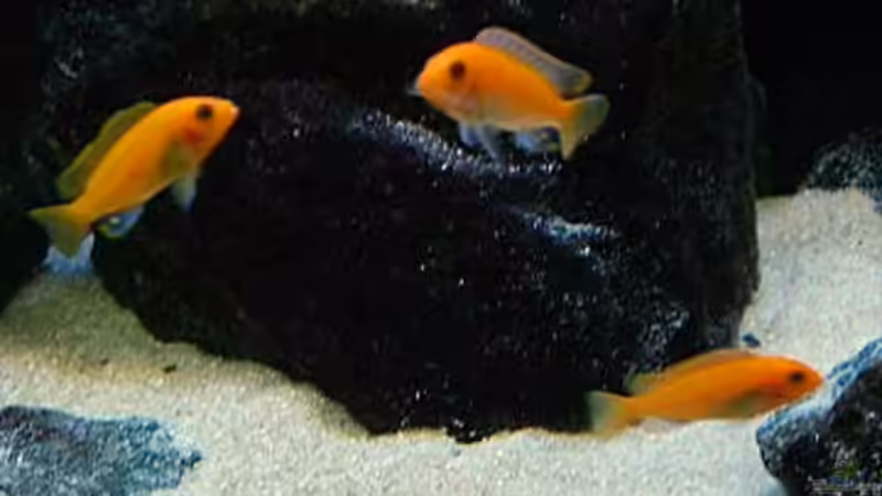 Metriaclima estherae red/red gruppe von Christian Dornieden (46)