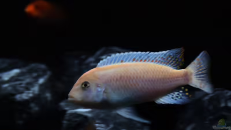 Metriaclima estherae ´red red´ (m) von MHu (22)