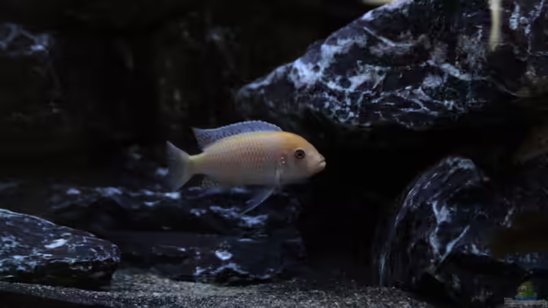 Metriaclima estherae ´red red´ (m) von MHu (23)