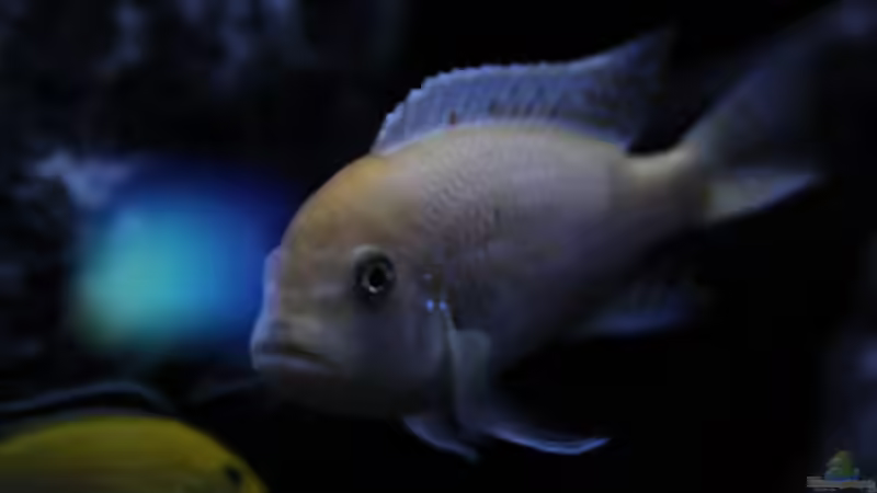 Metriaclima estherae ´red red´ (m) von MHu (28)