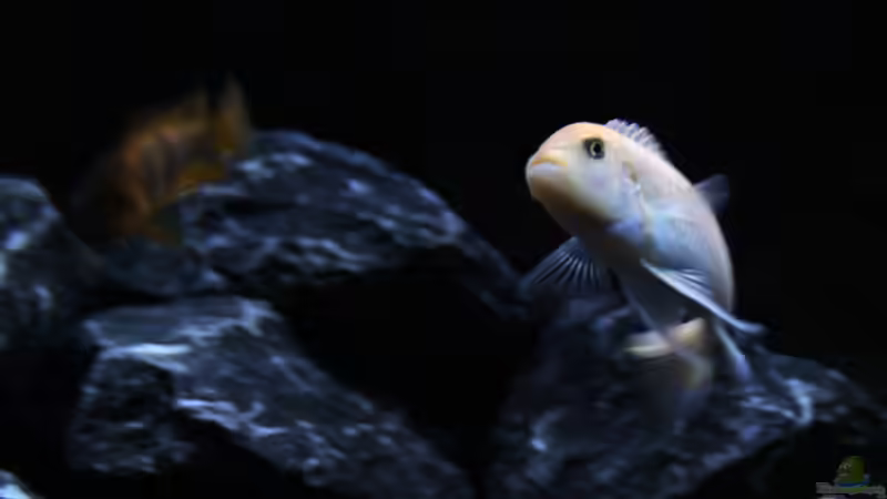 Aquarien mit Metriaclima / Maylandia