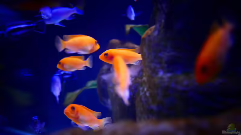 Metriaclima estherae red/red von Babs (8)