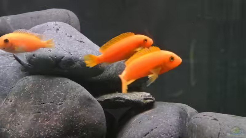 Metriaclima estherae red red von raho (9)