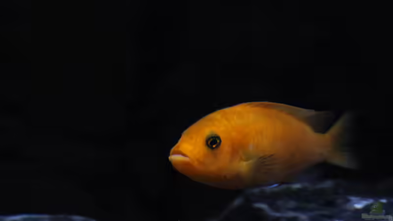 Metriaclima estherae ´red red´ (w) von MHu (24)