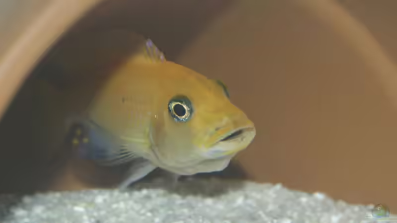 Metriaclima Estherae von Gerhard Schrenk (20)