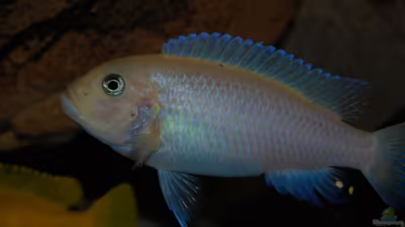 Metriaclima estherae von Roland Elsenbruch (21)