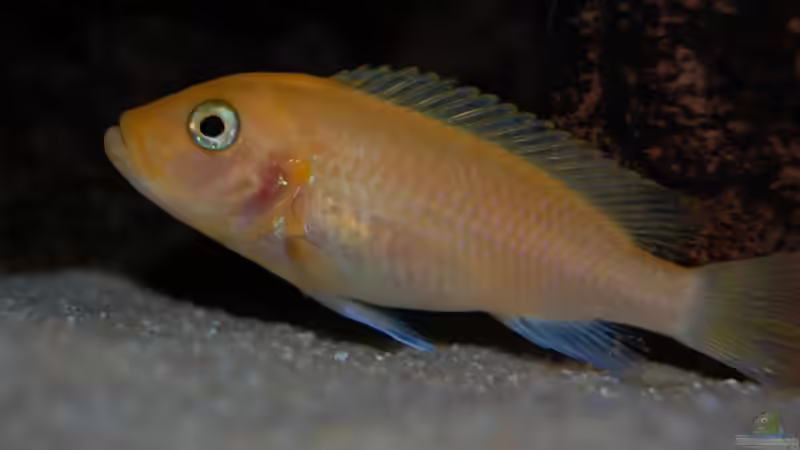 Metriaclima estherae von Roland Elsenbruch (24)